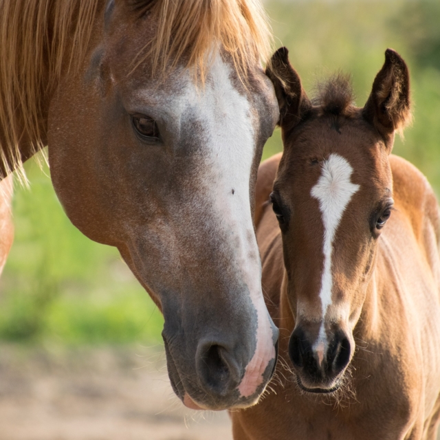 foal-gdecdcdecb_1920